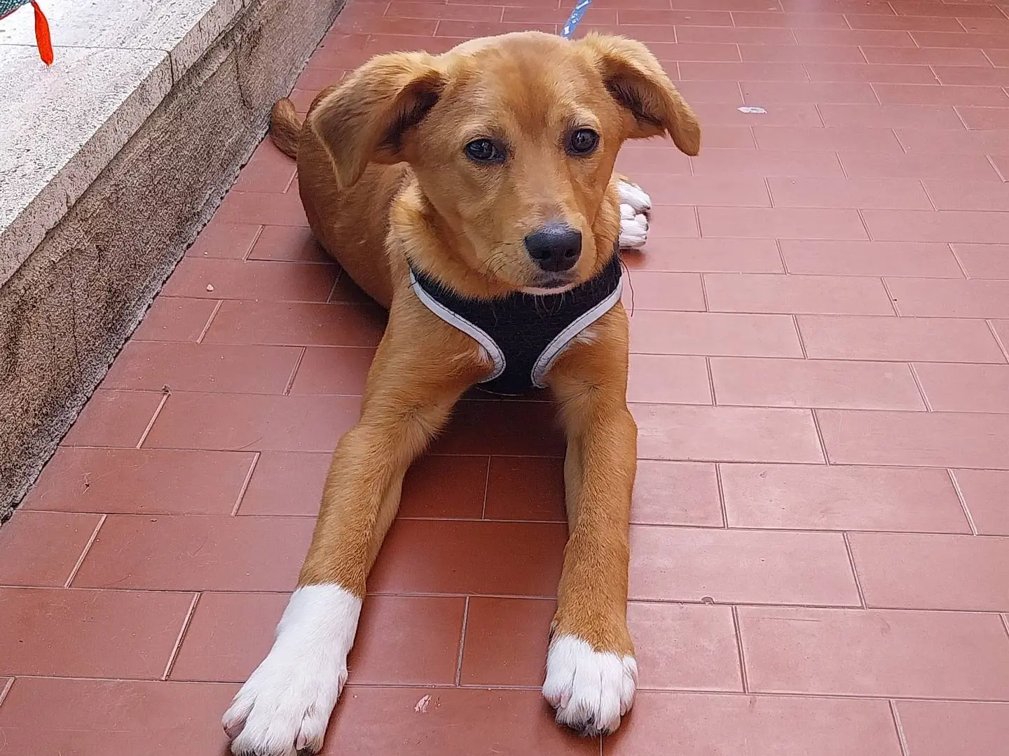 Adozione cane, maschio, meticcio, 3 anni, taglia media contenuta, Napoli