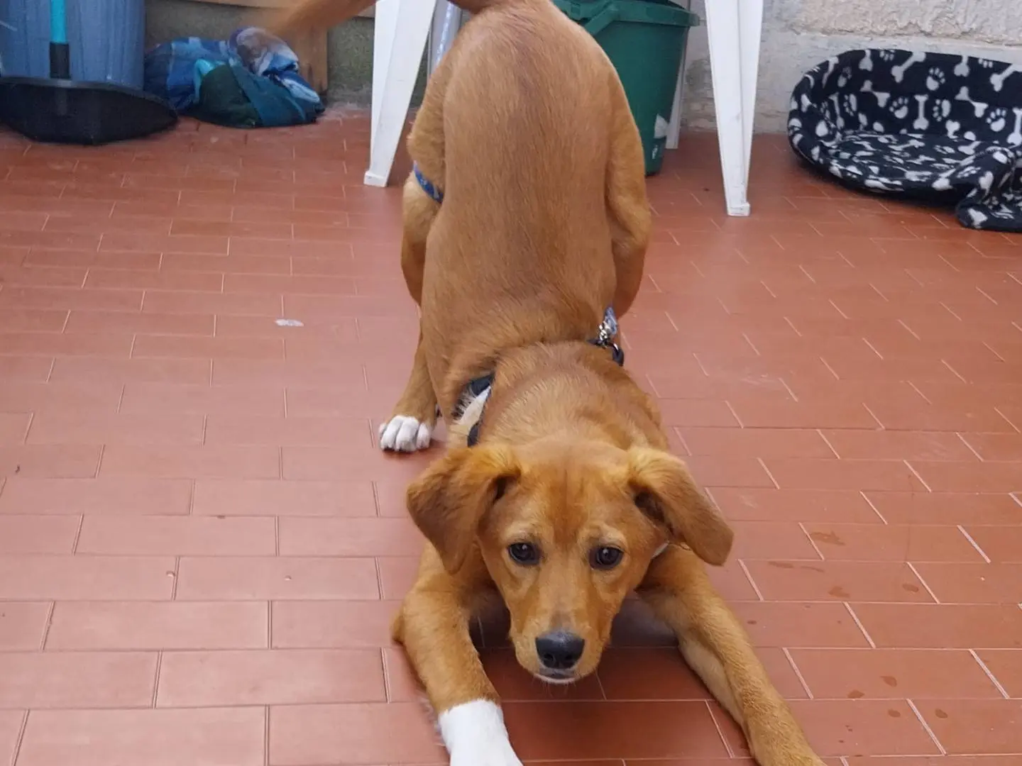 Adotta un cane, maschio, 3 anni, Napoli