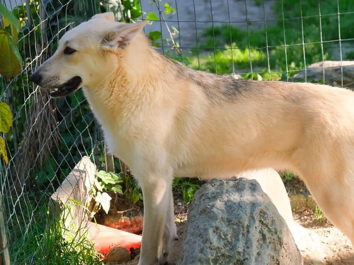 Adotta un cane, femmina, 1 anno e 11 mesi, Torino