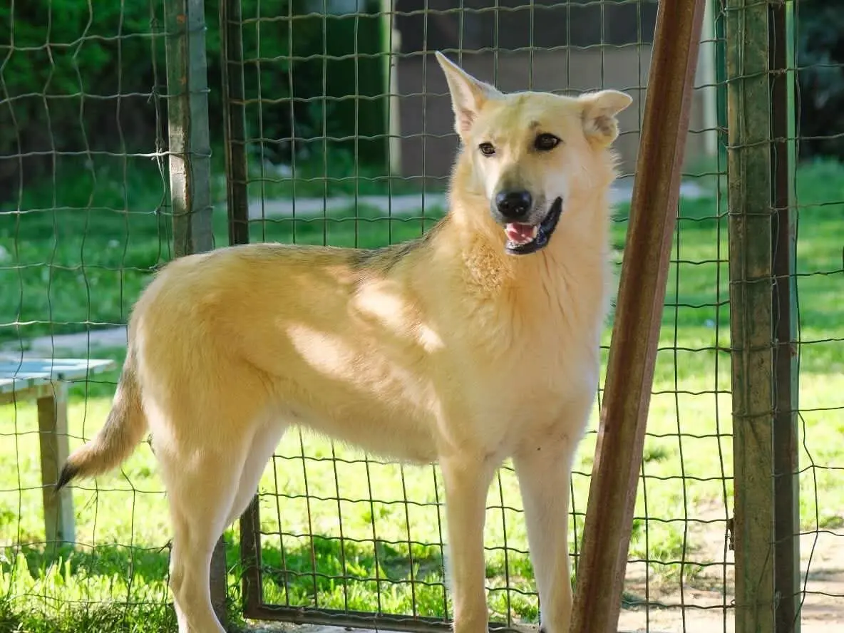 Adozione cane, femmina, Razza sconosciuta Razza sconosciuta, 1 anno e 11 mesi, taglia media, Torino