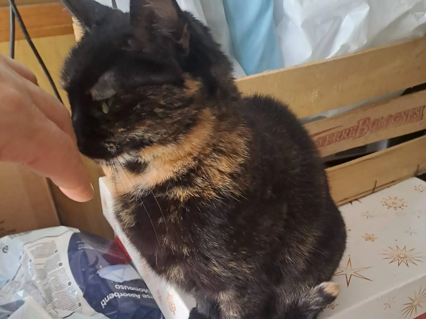 Adotta un gatto, taglia non valida, femmina, Bari