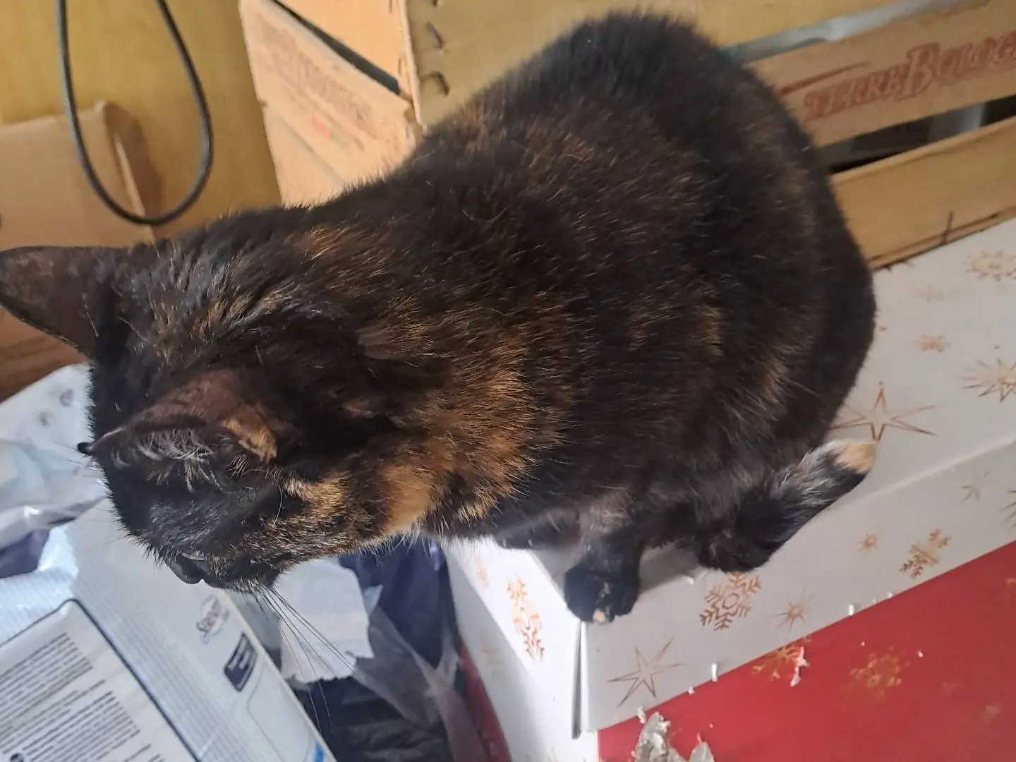 Vuoi adottare un gatto a Bari?