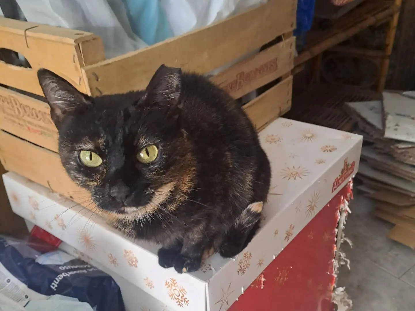 Adotta un gatto, femmina, 2 anni e 3 mesi, Bari