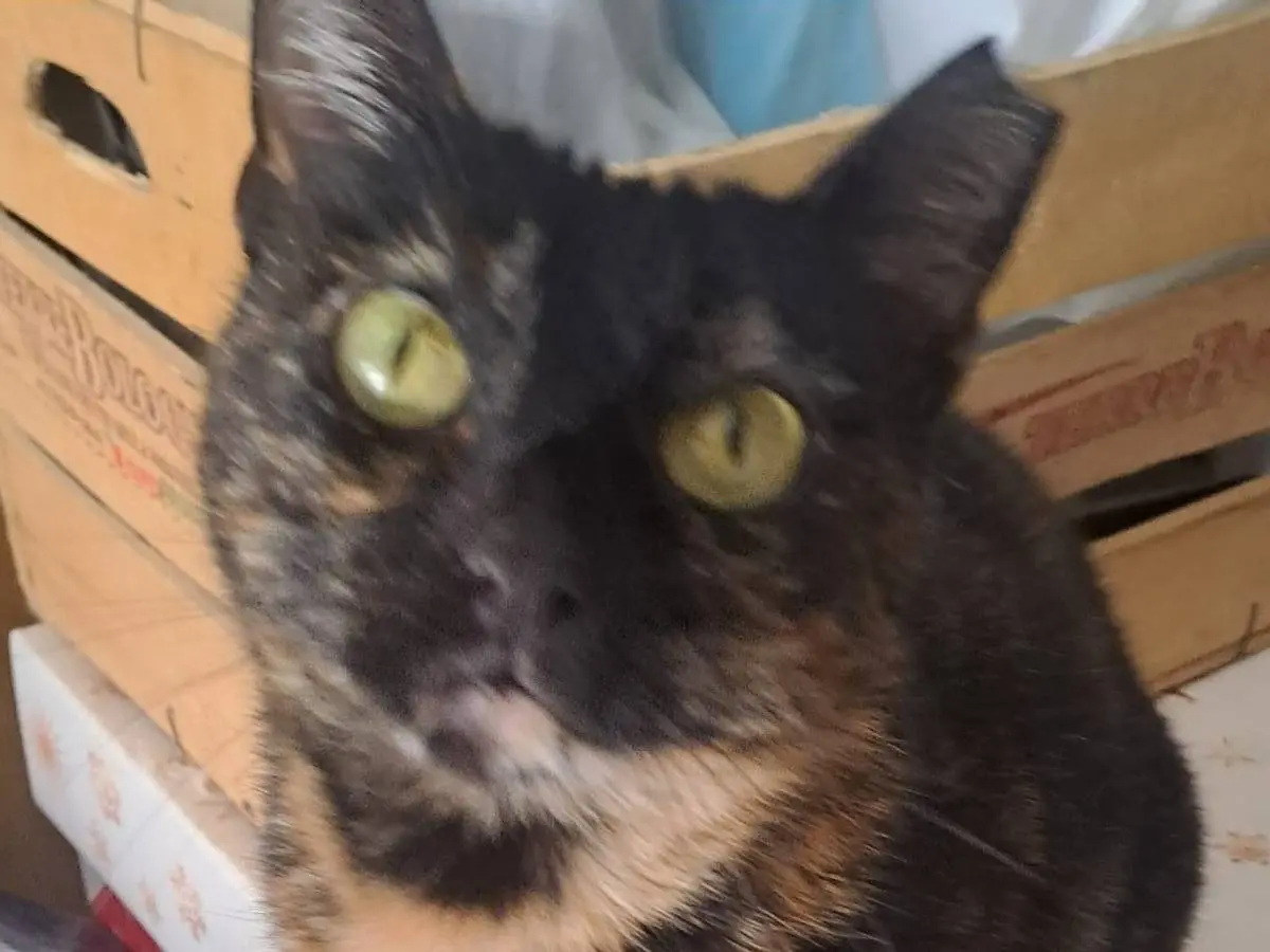 Adotta il gatto Serena a Bari