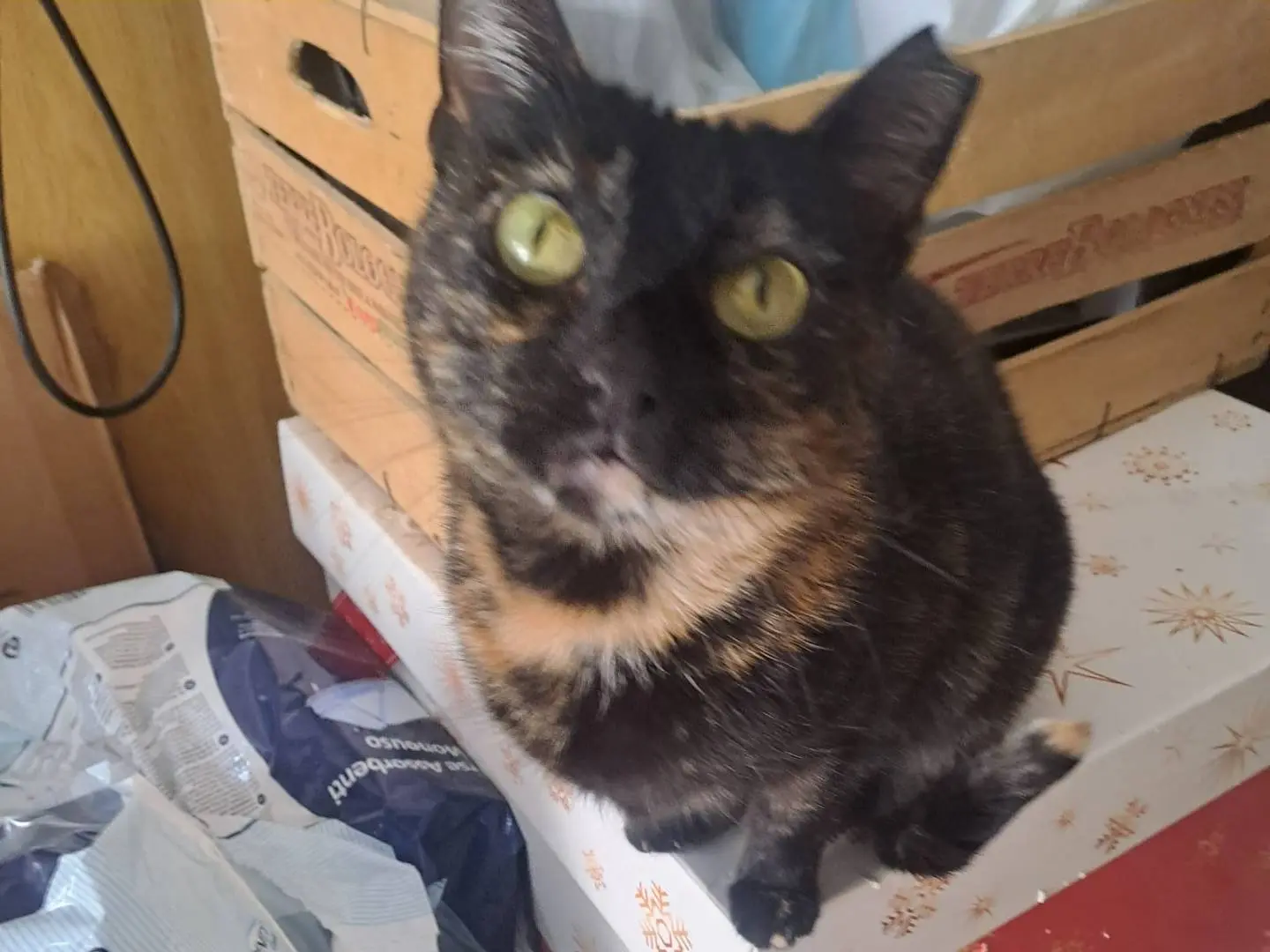 Adozione gatto, femmina, Razza sconosciuta Razza sconosciuta, 2 anni e 3 mesi, taglia non valida, Bari