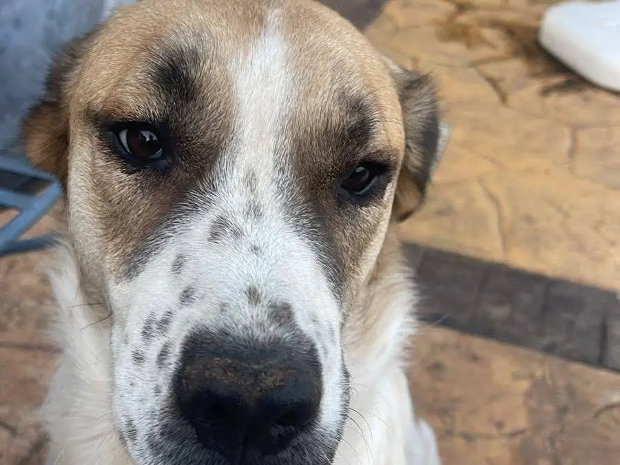 Vuoi adottare un cane a Frosinone?