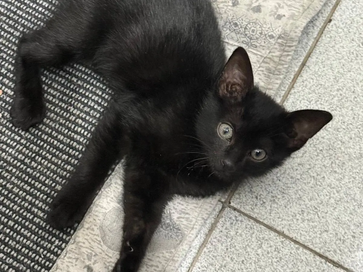 Adozione gatto, maschio, Razza sconosciuta Razza sconosciuta, 2 mesi, taglia non valida, Ravenna