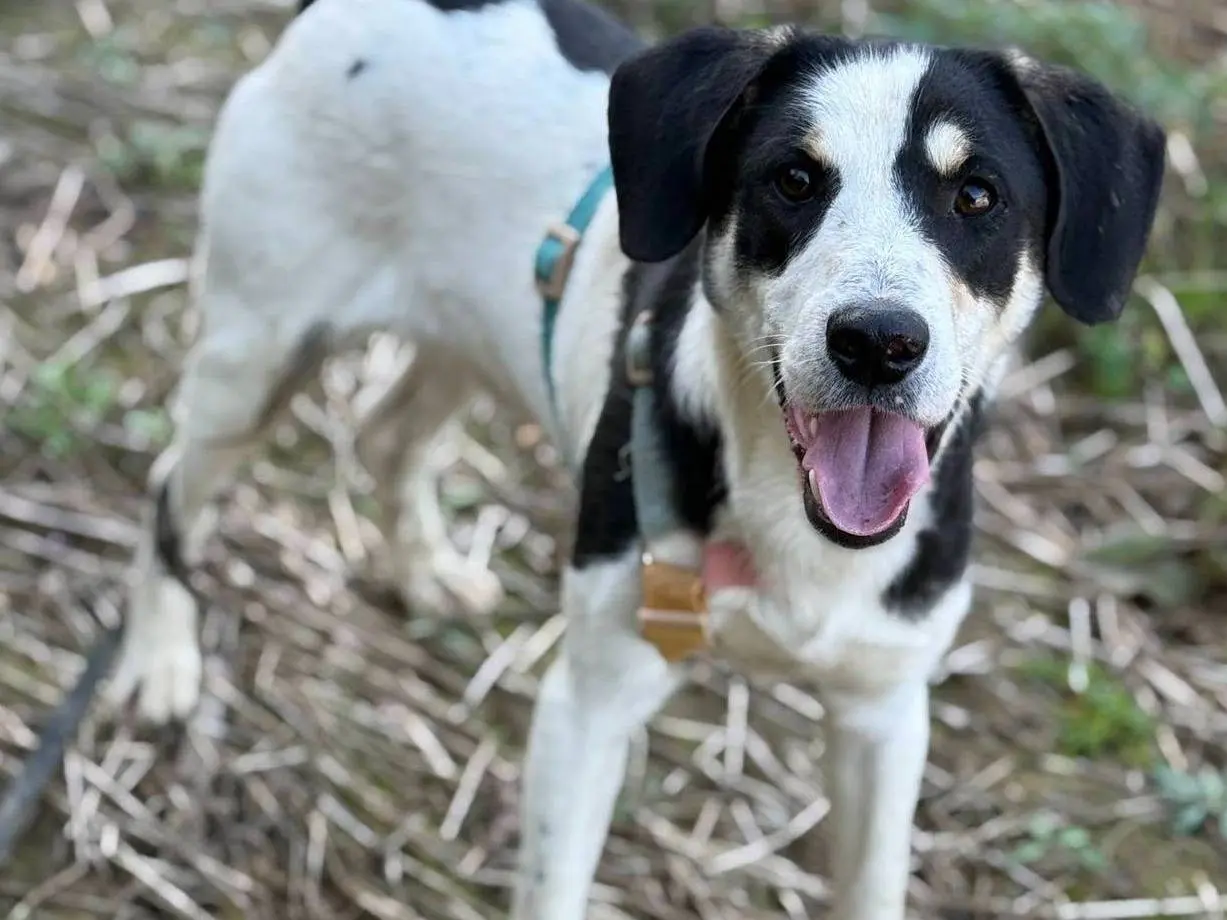 Adotta un cane, taglia media contenuta, maschio, Firenze