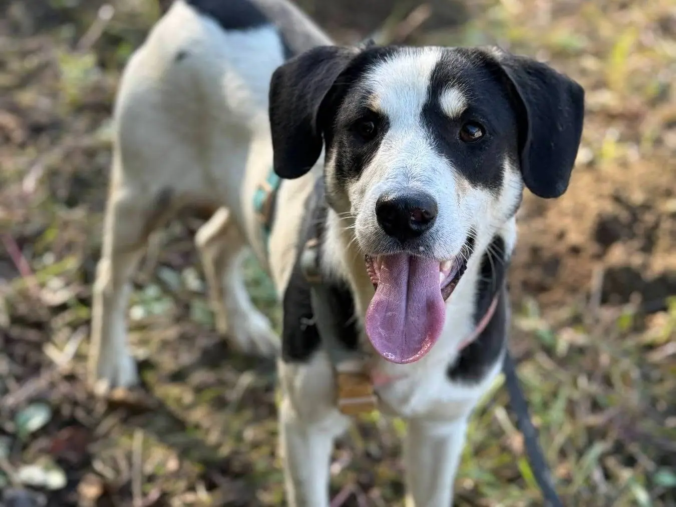 Adotta il cane THEO a Firenze