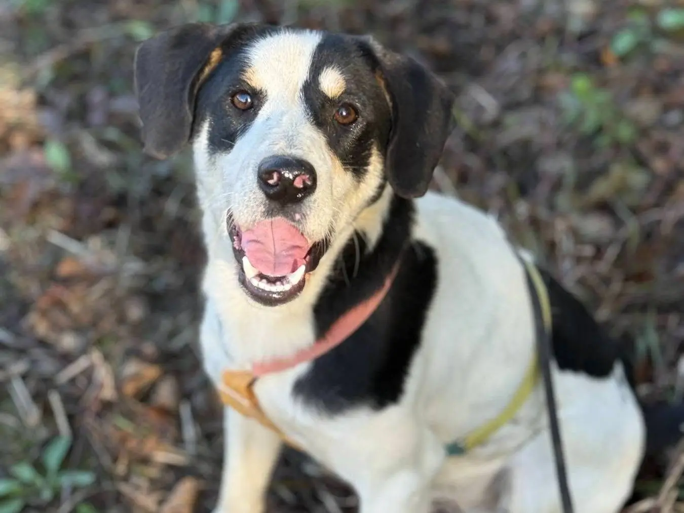 Adozione cane, maschio, Razza sconosciuta Razza sconosciuta, 8 mesi, taglia media contenuta, Firenze