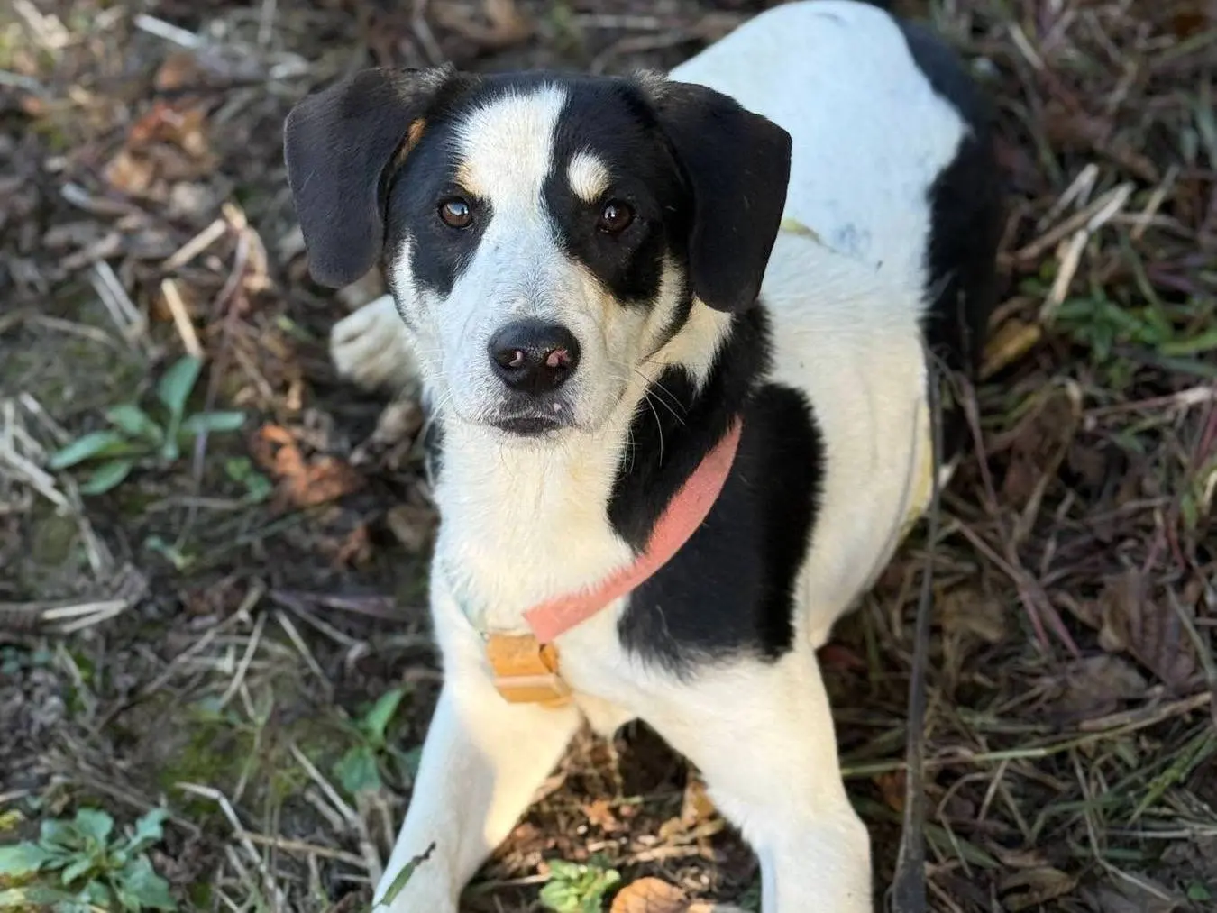 Vuoi adottare un cane a Firenze?