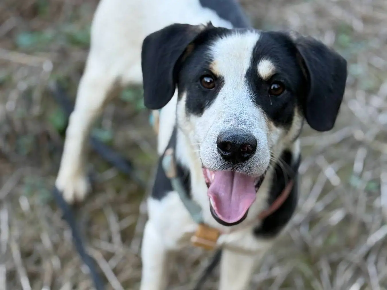 Adotta un cane, maschio, 8 mesi, Firenze