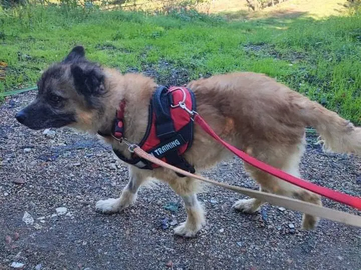 Adozione cane, femmina, meticcio, 7 anni e 8 mesi, taglia media contenuta, Napoli