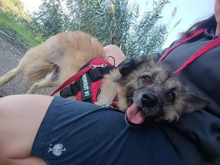 Adotta un cane, taglia media contenuta, femmina, Napoli