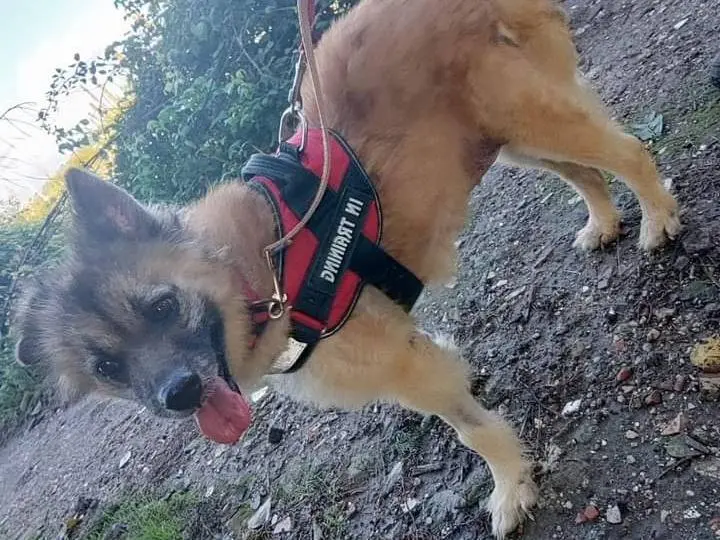 Adotta un cane, femmina, 7 anni e 8 mesi, Napoli