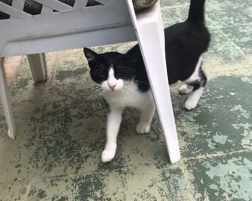 Adotta un gatto, taglia non valida, maschio, Sud