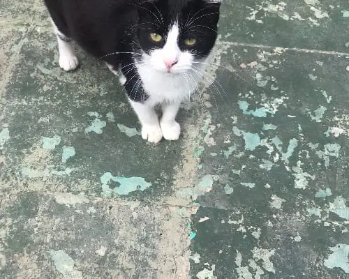 Adotta un gatto, maschio, 6 anni e 8 mesi, Sud