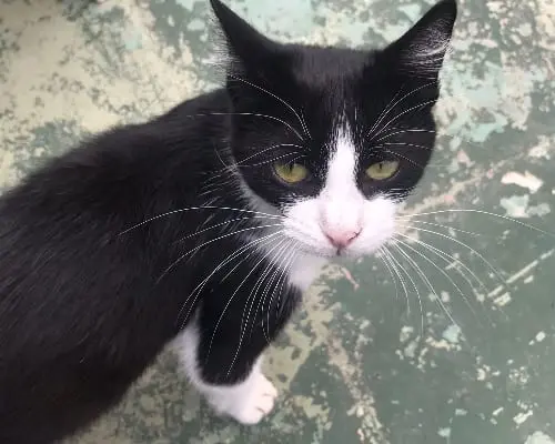Adozione gatto, maschio, meticcio, 6 anni e 8 mesi, taglia non valida, Sud