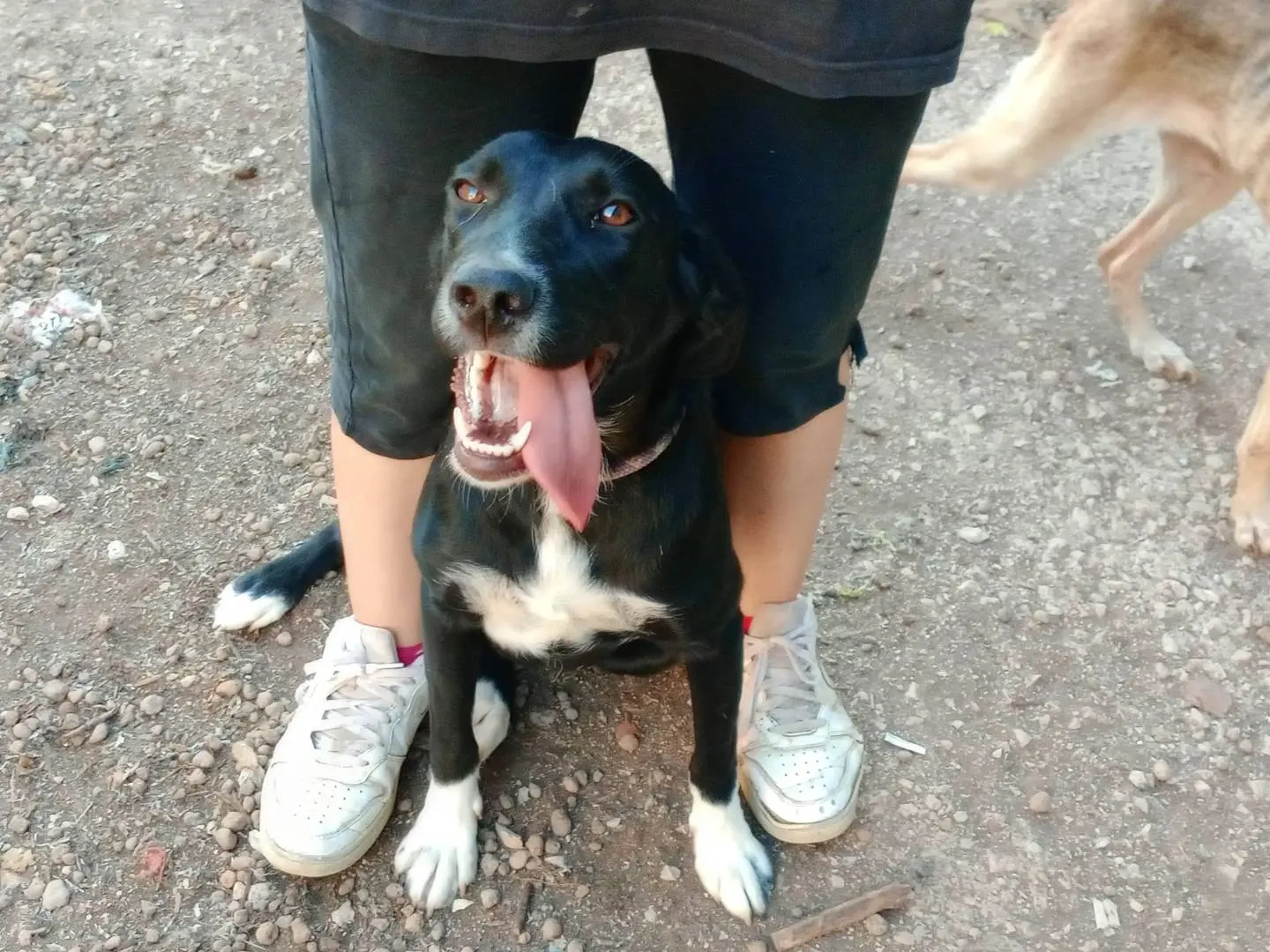 Adotta il cane SOFIA a Frosinone