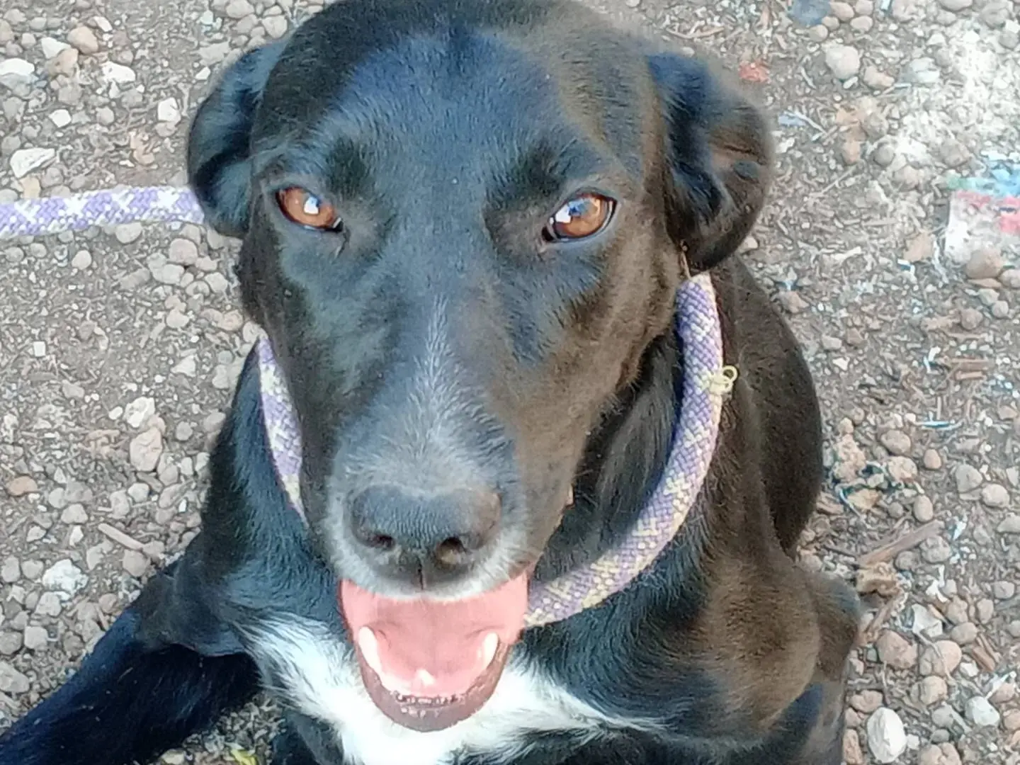 Adotta un cane, taglia media, femmina, Frosinone