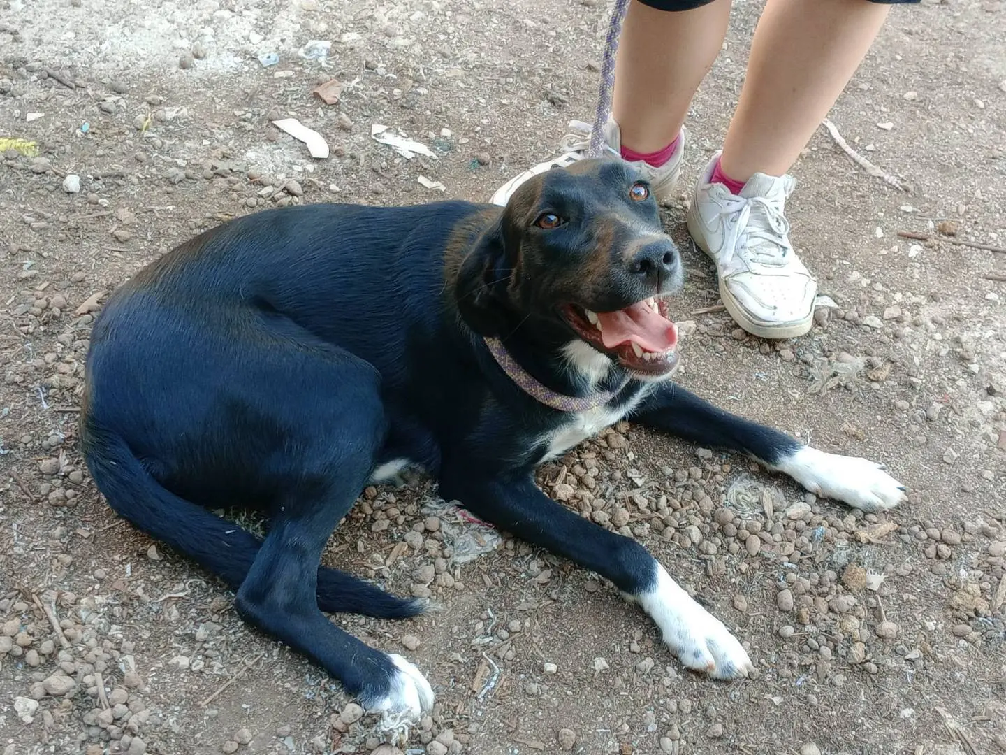 Vuoi adottare un cane a Frosinone?