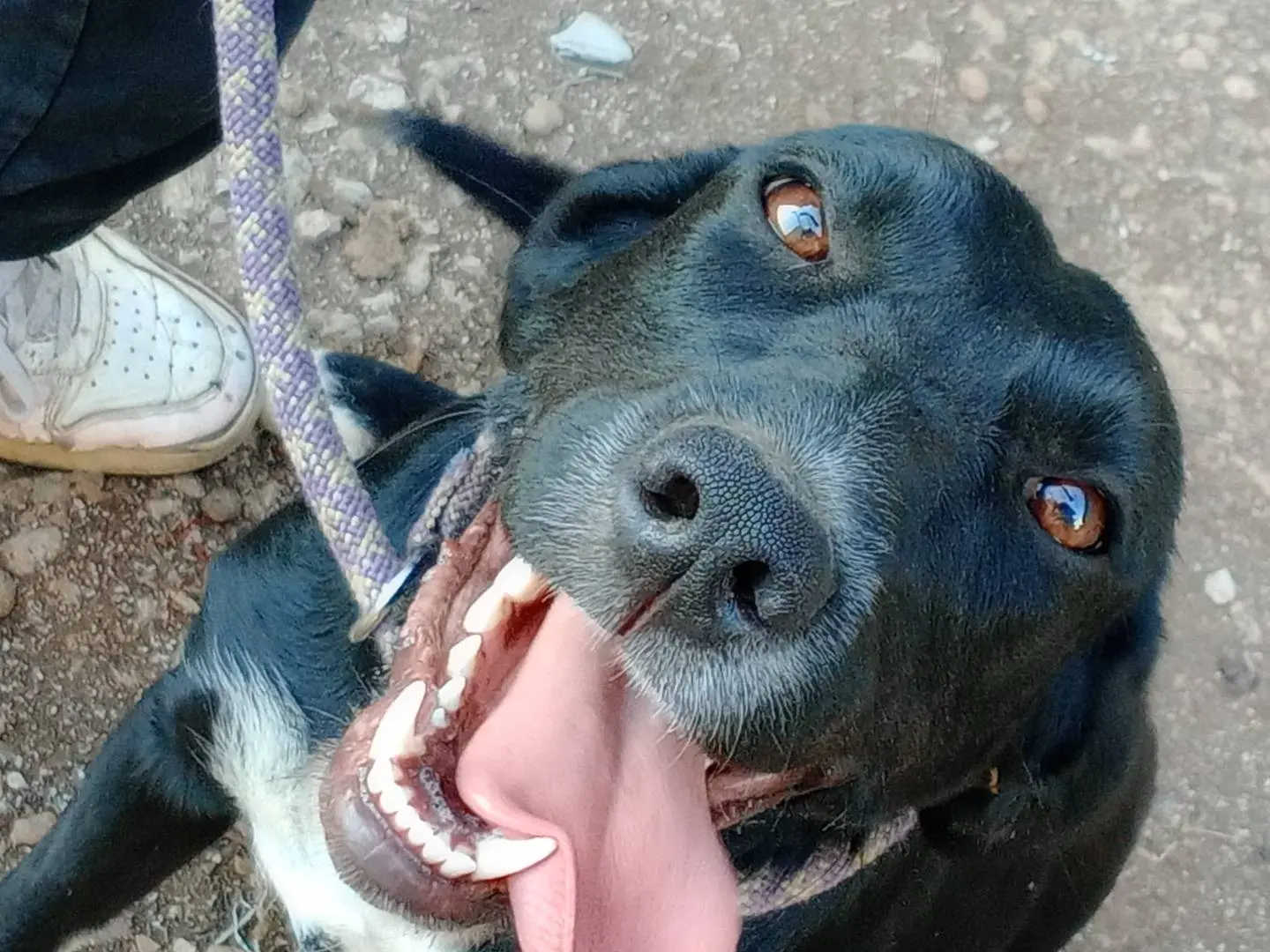 Adotta un cane, femmina, 1 anno e 4 mesi, Frosinone