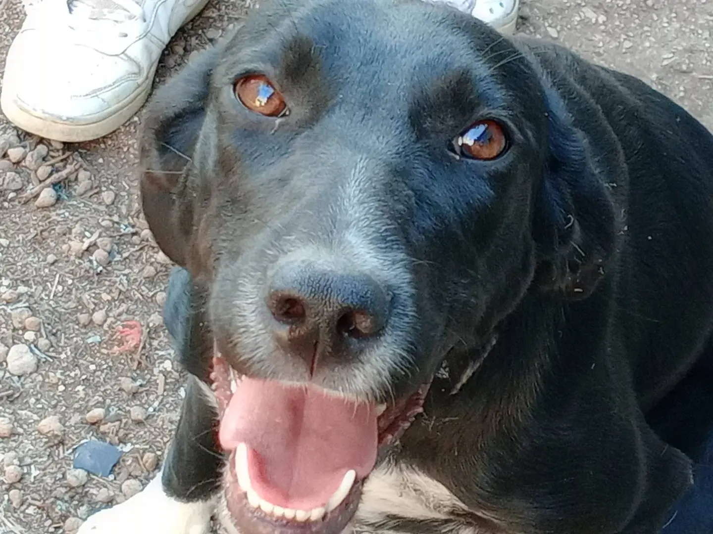 Adozione cane, femmina, Razza sconosciuta Razza sconosciuta, 1 anno e 4 mesi, taglia media, Frosinone