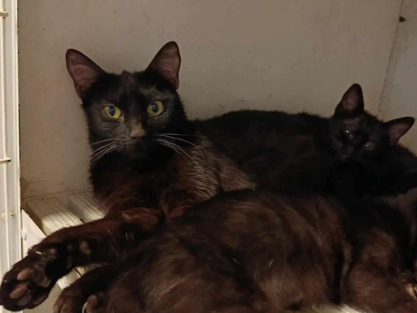 Adotta un gatto, femmina, 2 anni e 1 mese, Trieste