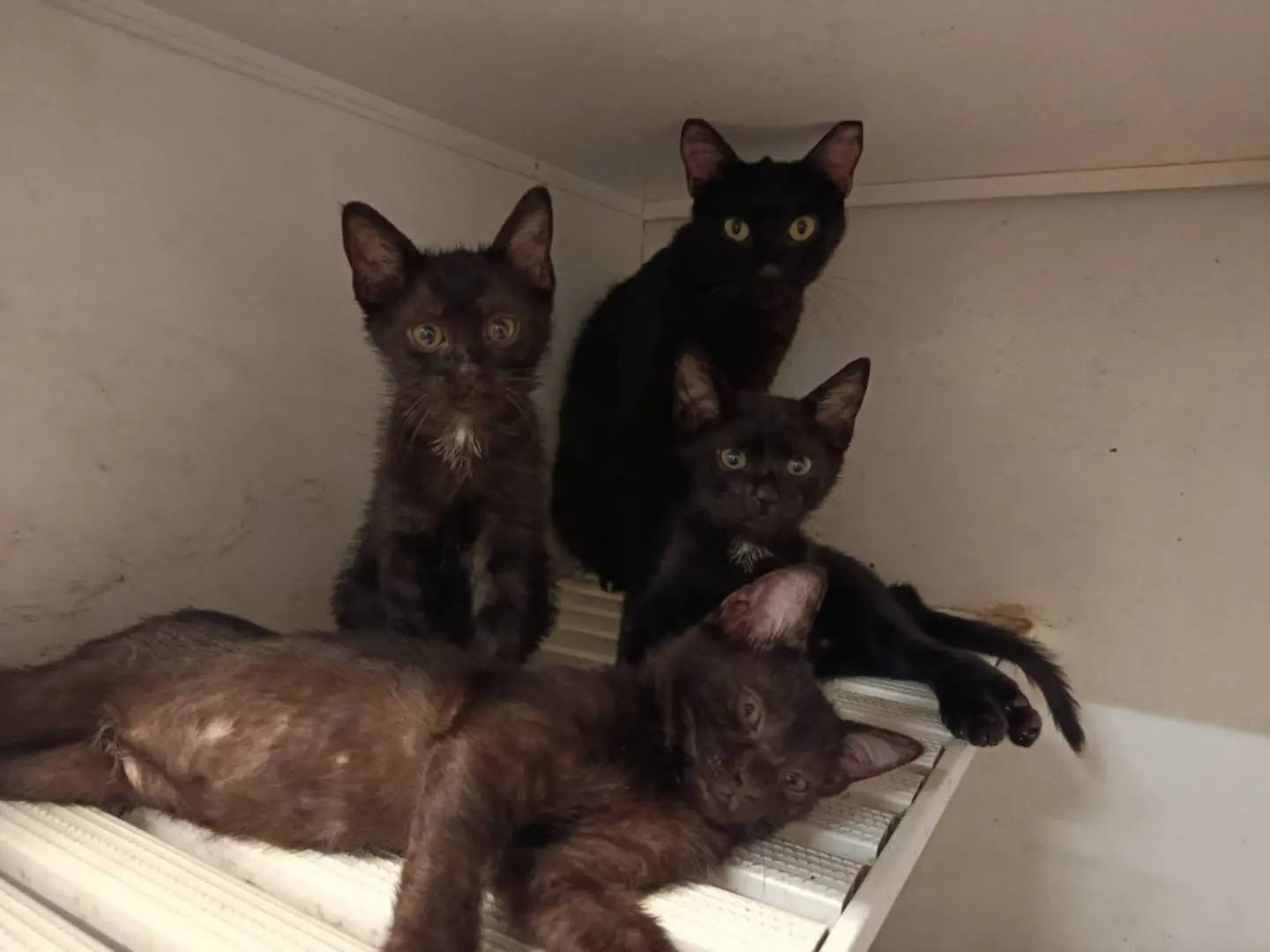 Adozione gatto, femmina, Razza sconosciuta Razza sconosciuta, 2 anni e 1 mese, taglia non valida, Trieste