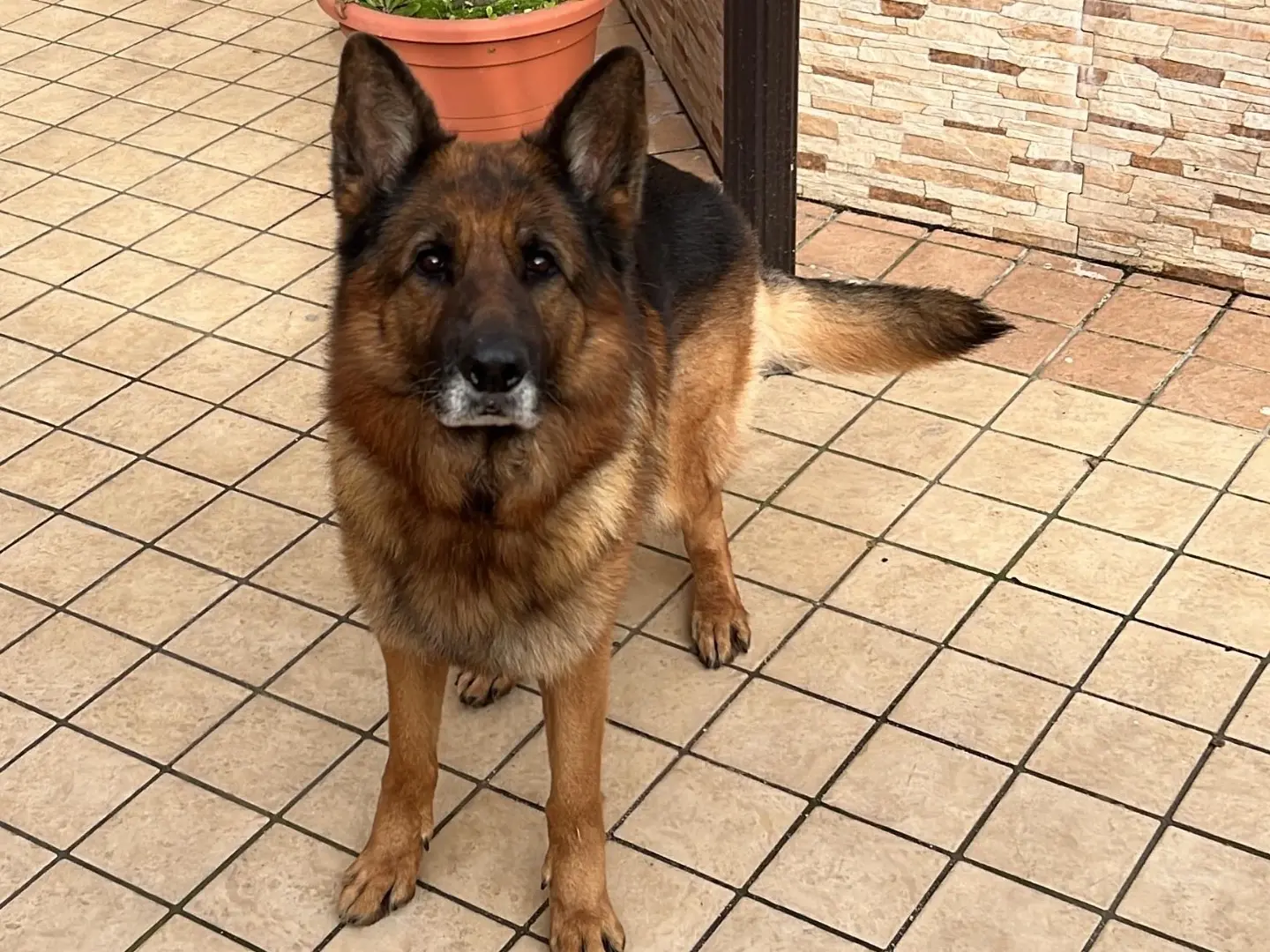 Adotta un cane, maschio, 8 anni e 4 mesi, Napoli
