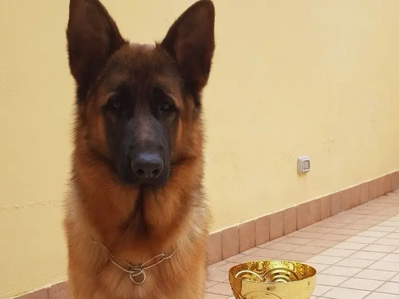 Adozione cane, maschio, Pastore tedesco Razza sconosciuta, 8 anni e 4 mesi, taglia gigante, Napoli