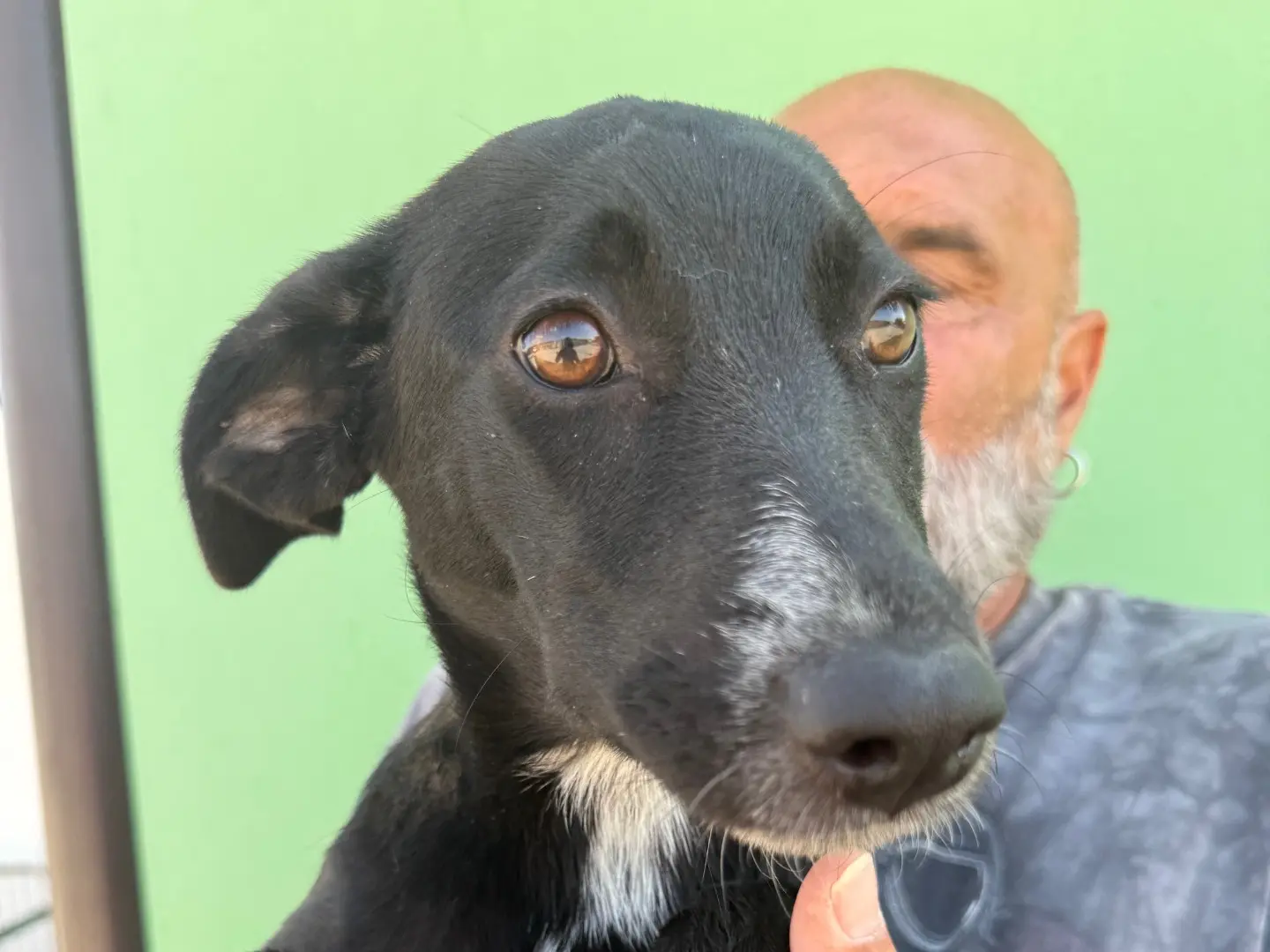 Adotta un cane, femmina, 1 anno e 6 mesi, Matera