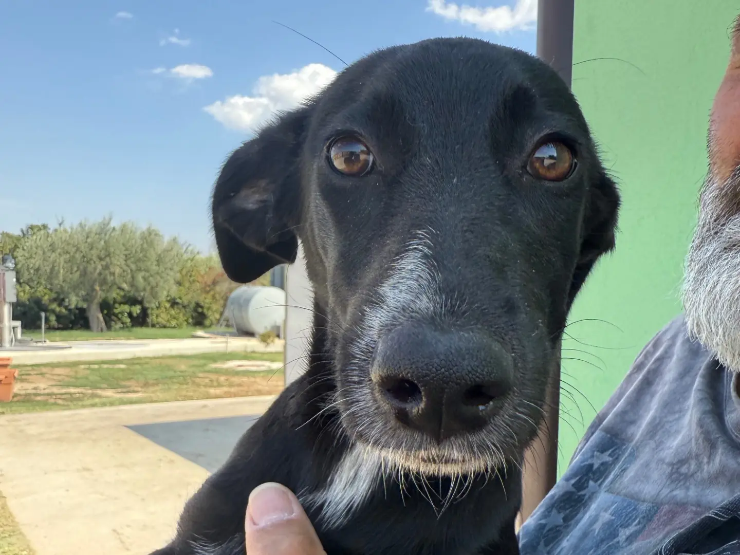 Adozione cane, femmina, Razza sconosciuta Razza sconosciuta, 1 anno e 6 mesi, taglia media, Matera