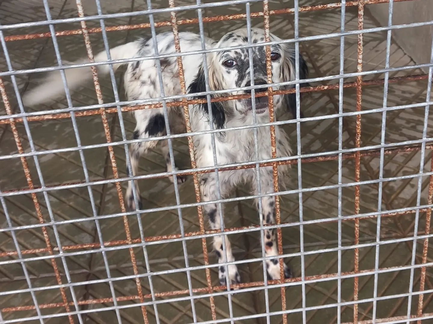 Adotta il cane CHICCO a Cosenza