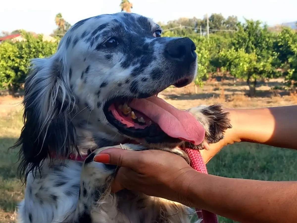 Adotta un cane, maschio, 7 anni e 9 mesi, Cosenza