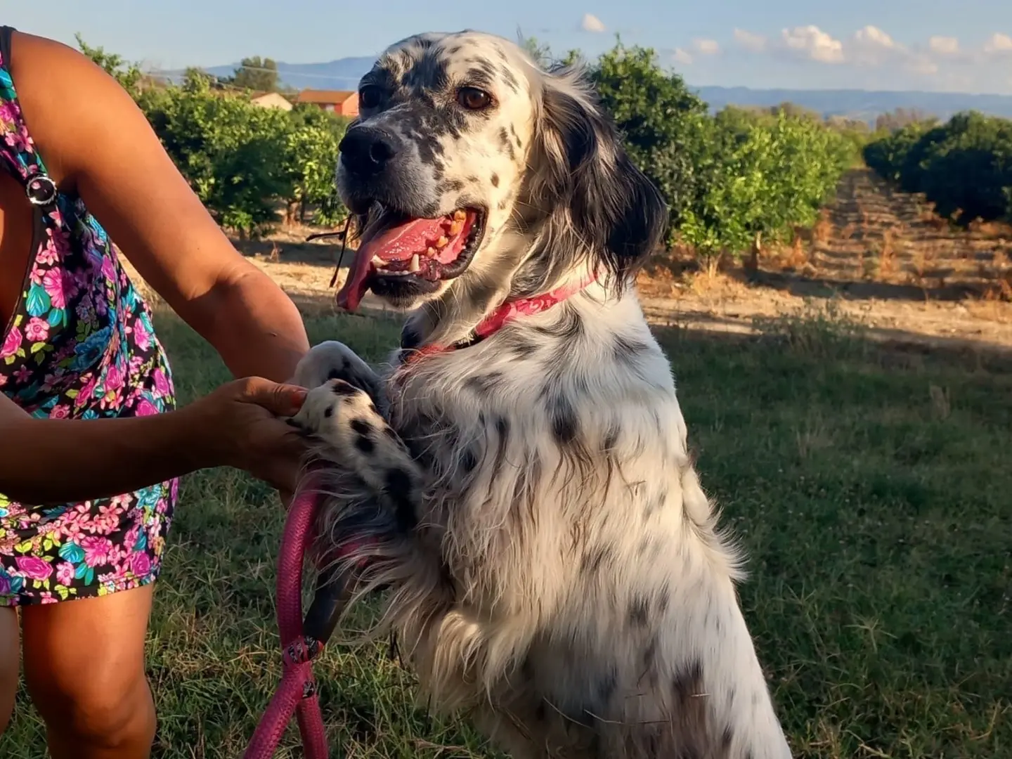 Adotta un cane, taglia media contenuta, maschio, Cosenza