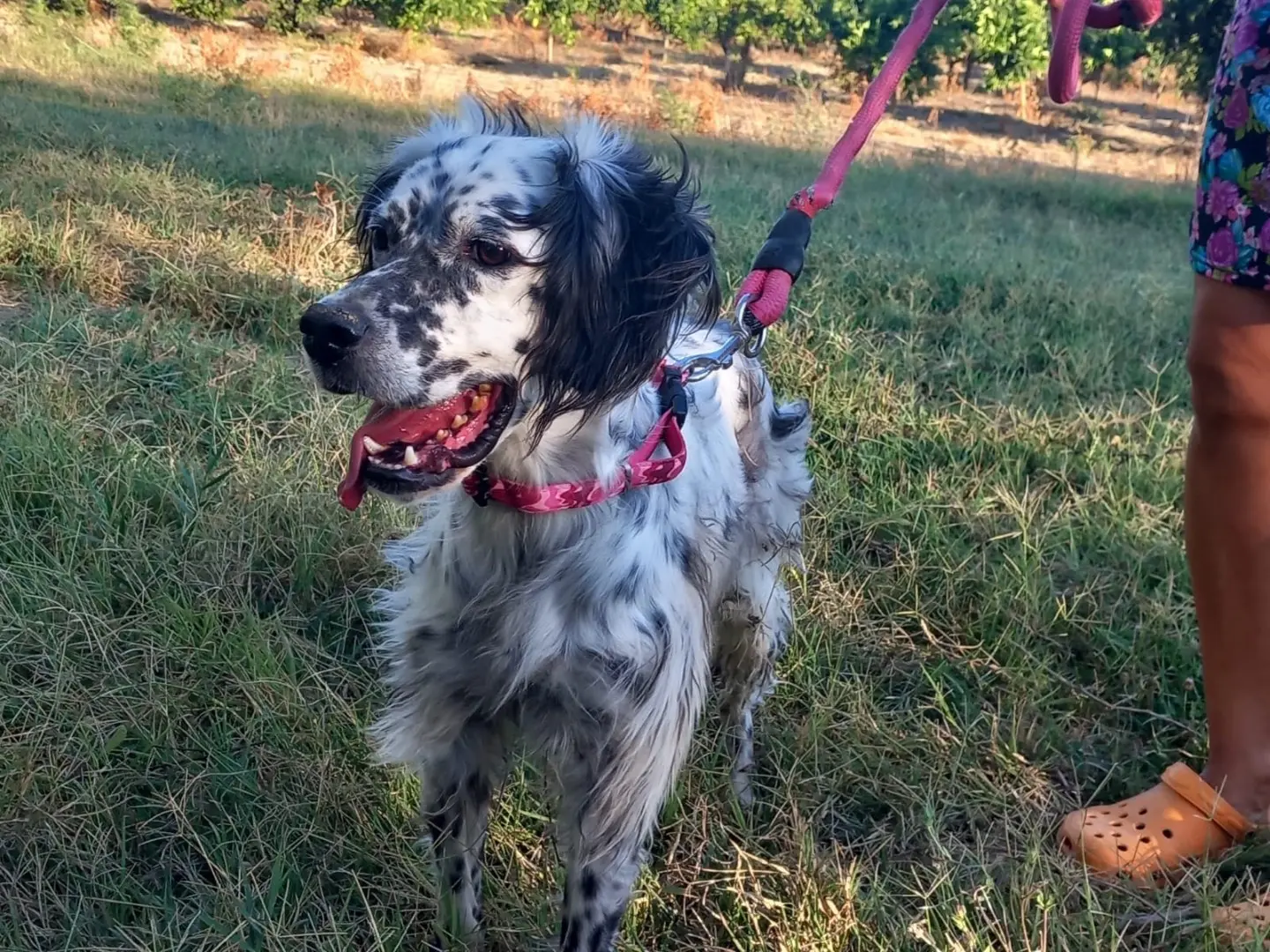Adozione cane, maschio, Setter Inglese Razza sconosciuta, 7 anni e 9 mesi, taglia media contenuta, Cosenza