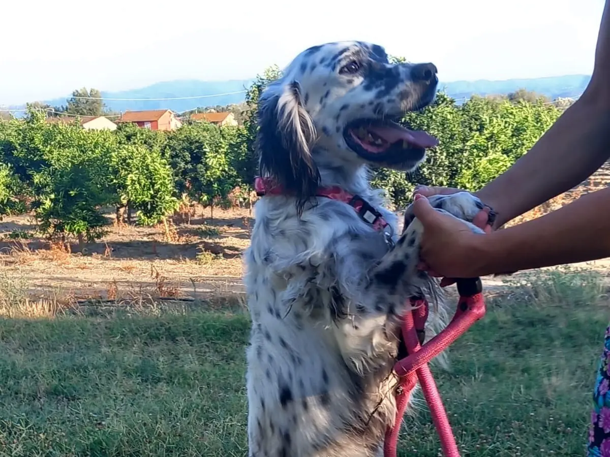 Vuoi adottare un cane a Cosenza?