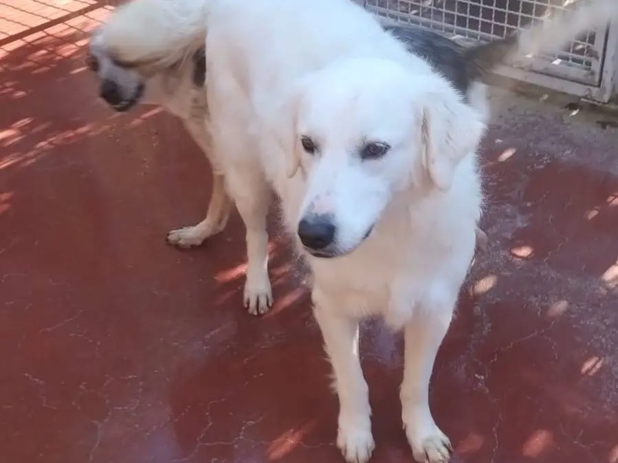 Adotta il cane Lola a Viterbo