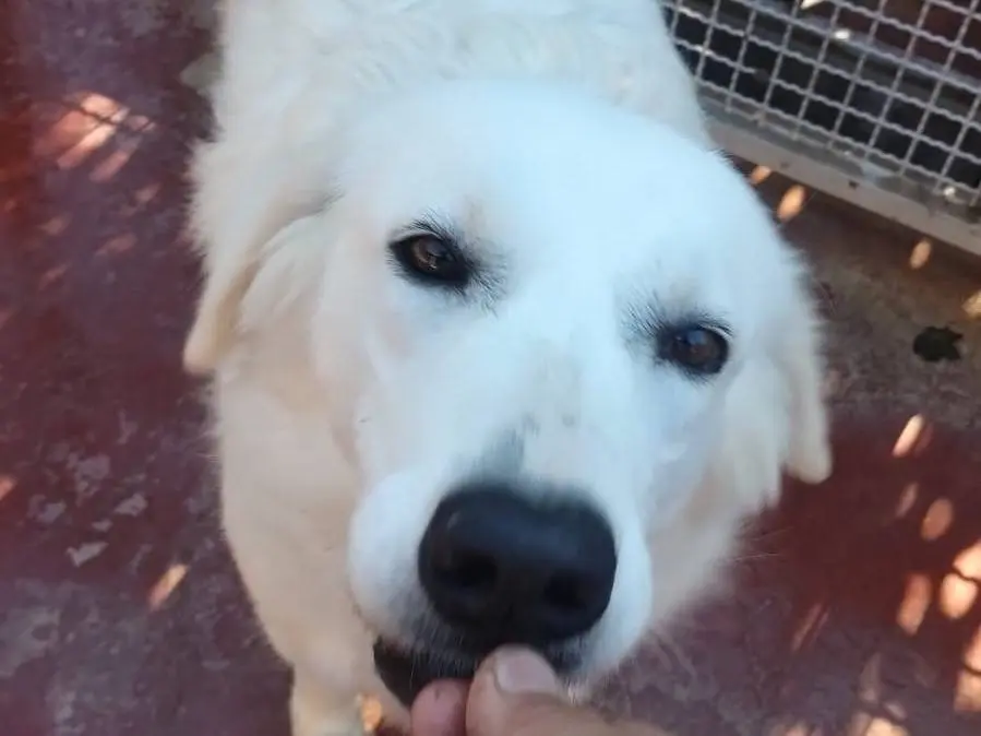 Foto 3 dell'animale