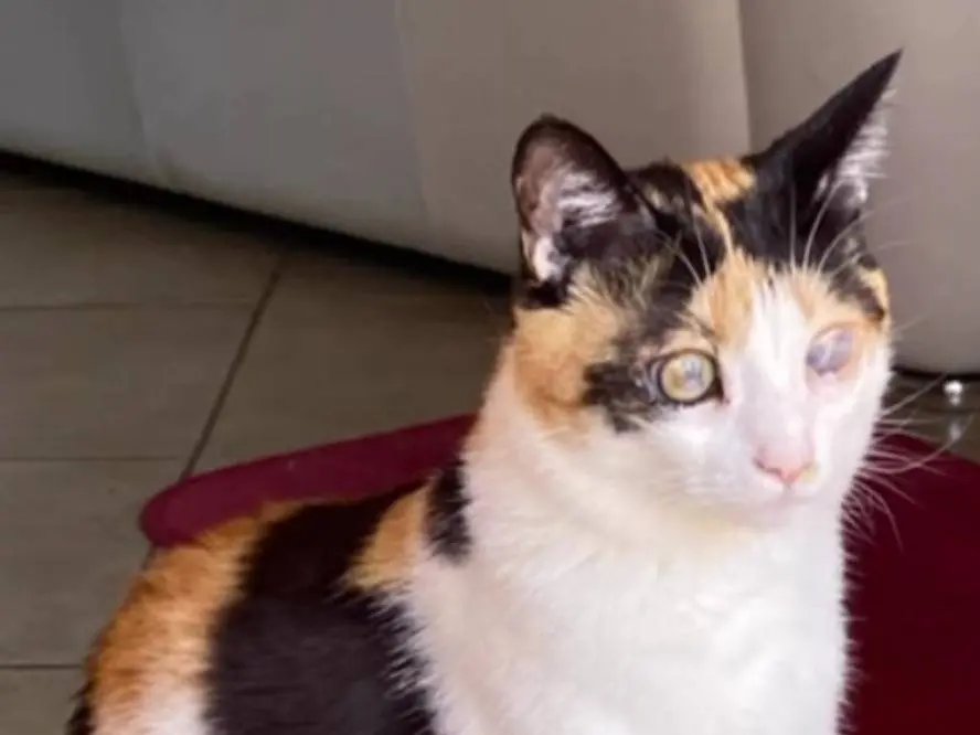 Adozione gatto, femmina, Razza sconosciuta Razza sconosciuta, 2 anni e 8 mesi, taglia non valida, Laquila