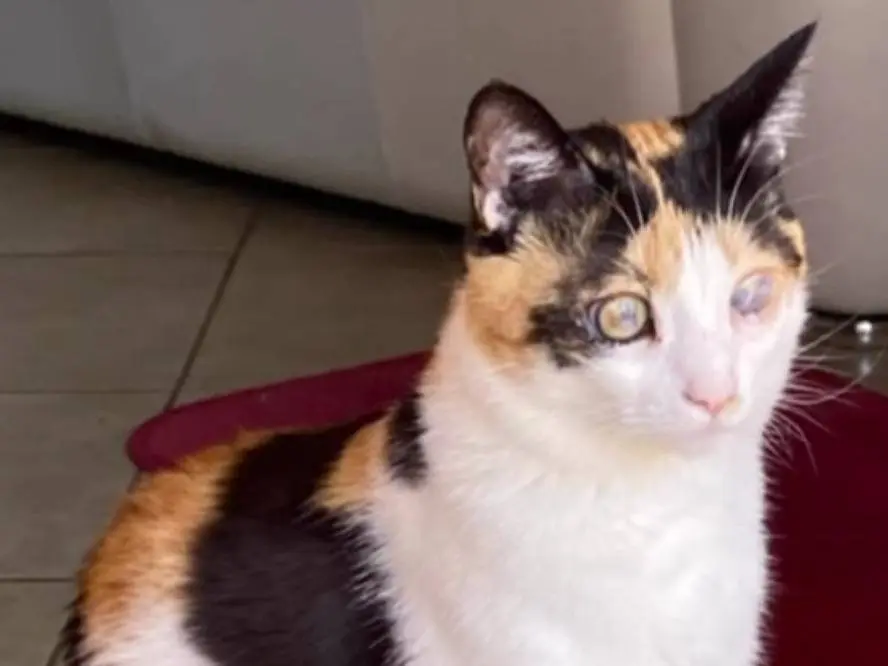 Adotta un gatto, femmina, 2 anni e 8 mesi, Laquila