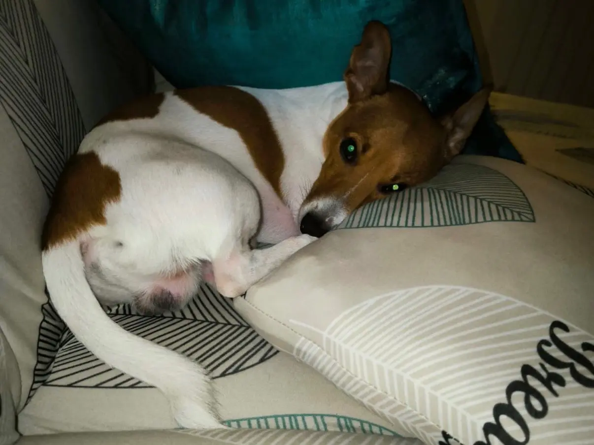 Adozione cane, maschio, Jack Russell Terrier Razza sconosciuta, 6 anni e 6 mesi, taglia piccola, Napoli