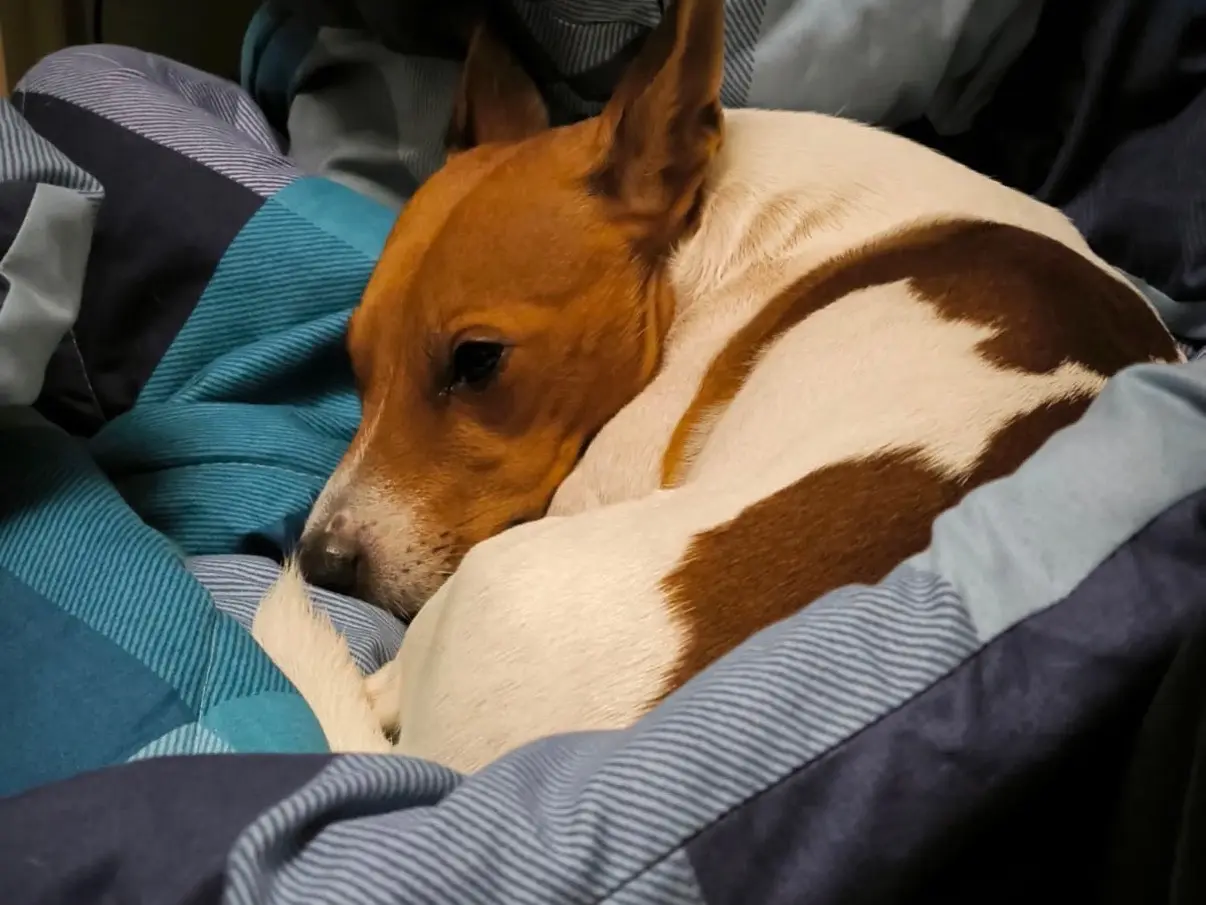 Adotta un cane, maschio, 6 anni e 6 mesi, Napoli