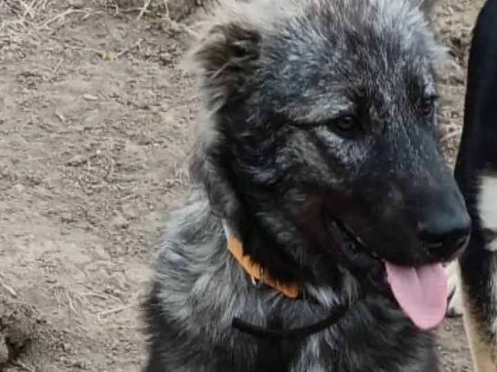 Adotta un cane, maschio, 1 anno e 7 mesi, Potenza
