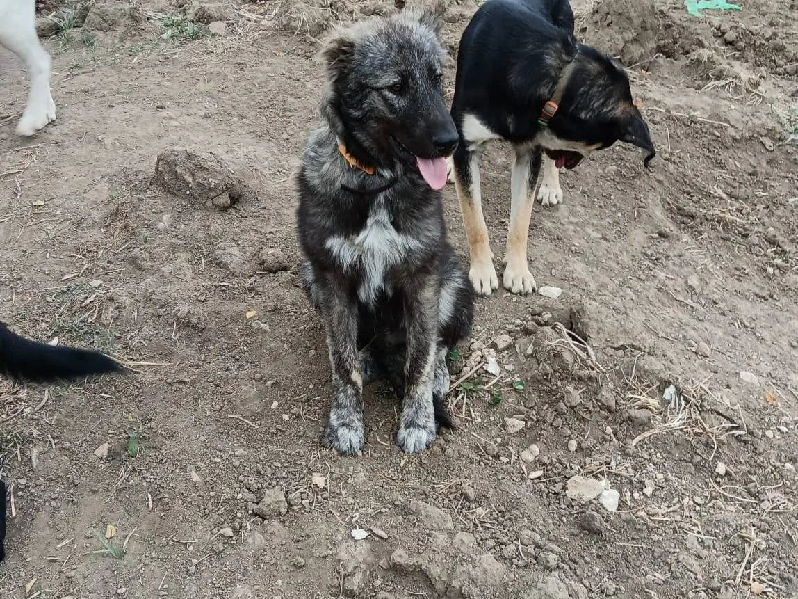 Adozione cane, maschio, Razza sconosciuta Razza sconosciuta, 1 anno e 7 mesi, taglia grande, Potenza