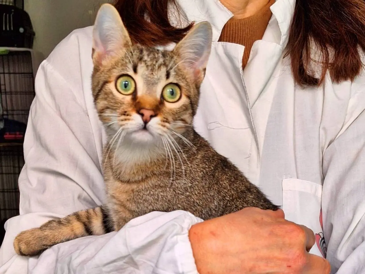Adotta un gatto, taglia non valida, maschio, Torino