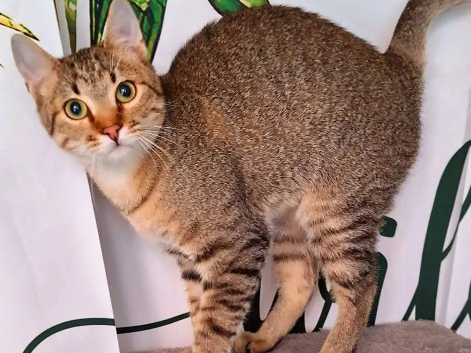 Vuoi adottare un gatto a Torino?