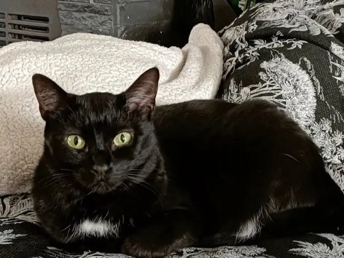 Adozione gatto, maschio, Razza sconosciuta Razza sconosciuta, 1 anno e 8 mesi, taglia non valida, Torino