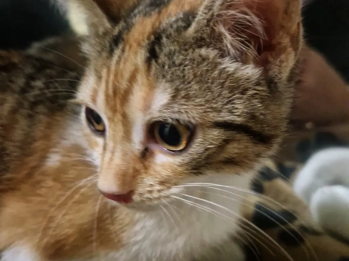 Adozione gatto, femmina, Razza sconosciuta Razza sconosciuta, 11 mesi, taglia non valida, Napoli